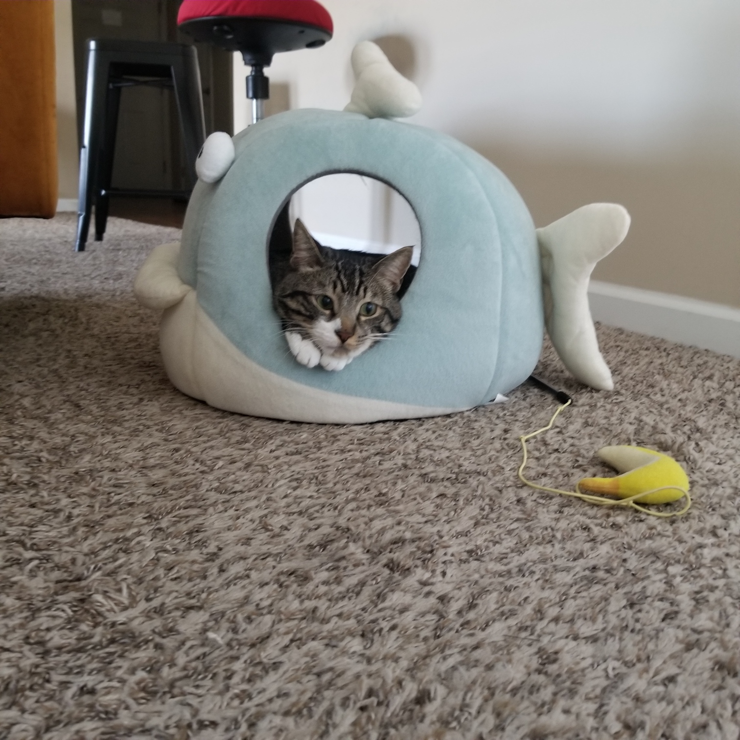 Crouton in a cat house shaped like a shark