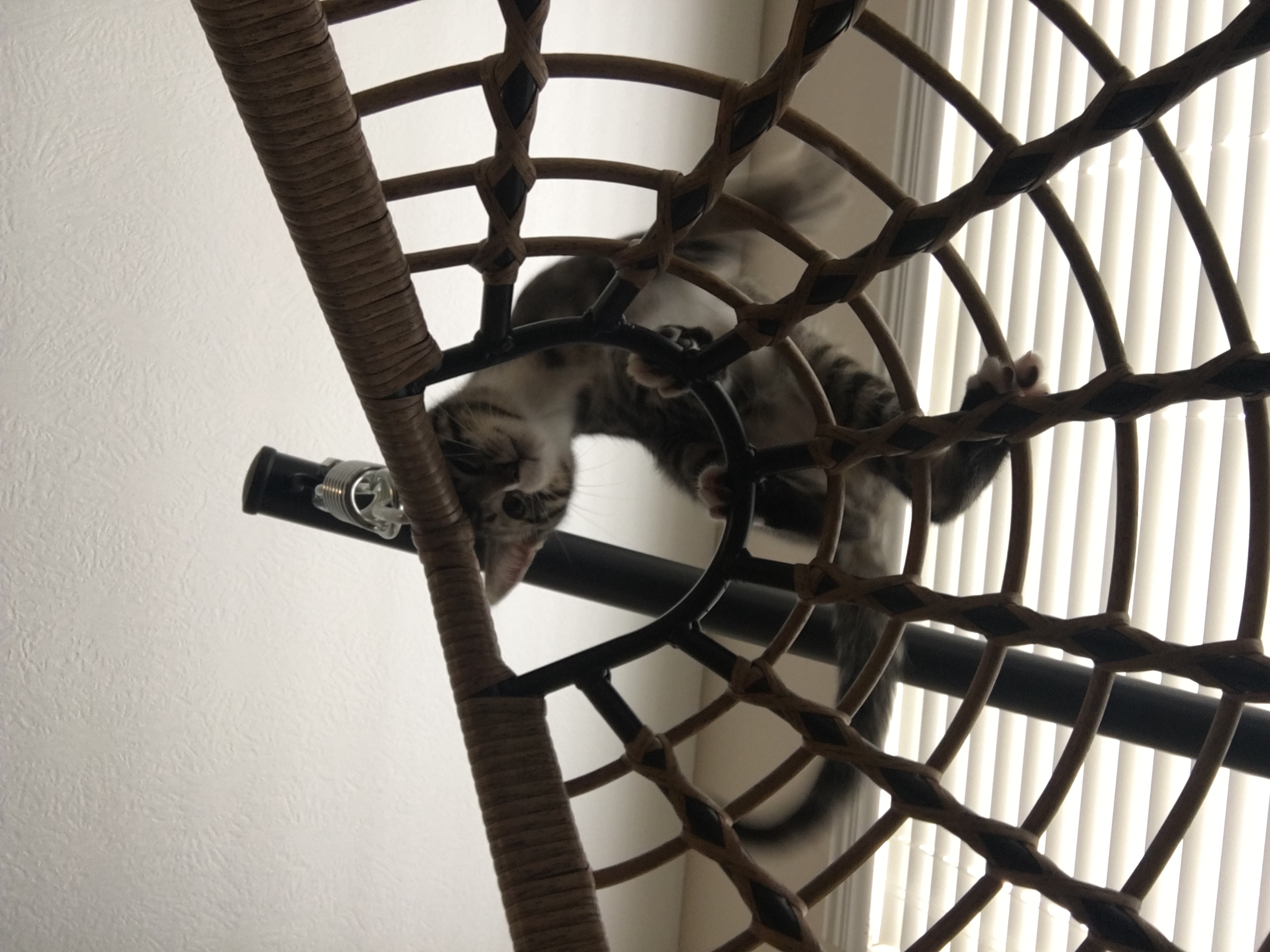 Crouton at the top of an egg chair