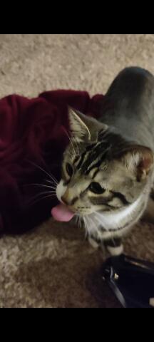 Crouton with his tongue out